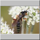 Ctenichneumon panzeri - Schlupfwespe m03b 12mm - OS-Hellern-Wiese-fdet02.jpg